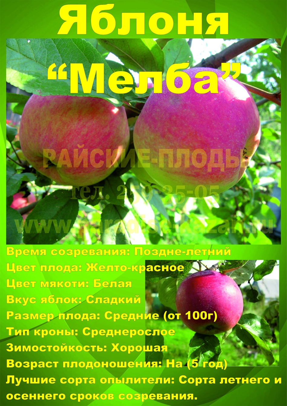 Яблоки Мельба фото и описание